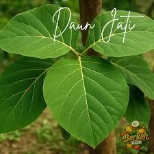

Daun Jati Tua Muda Murah Organik