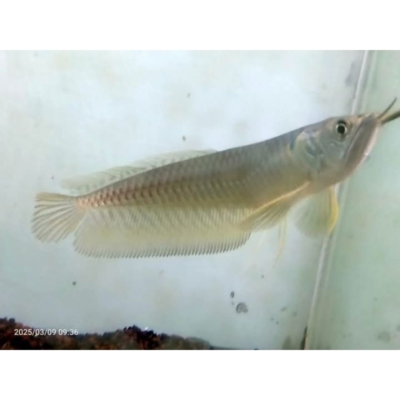 Arwana silver 15-16cm