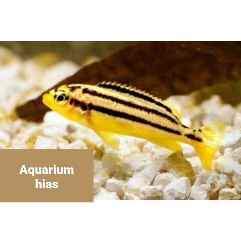 Chiclid Niasa Siklid niasa hiasan isi aquarium