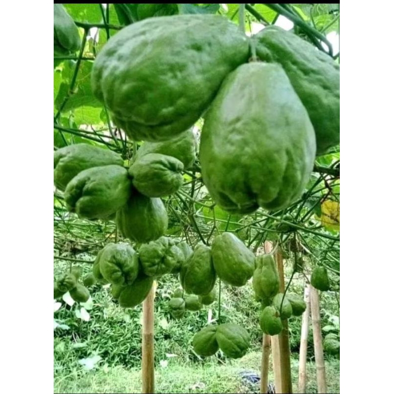 

Bibit sayur labu siam