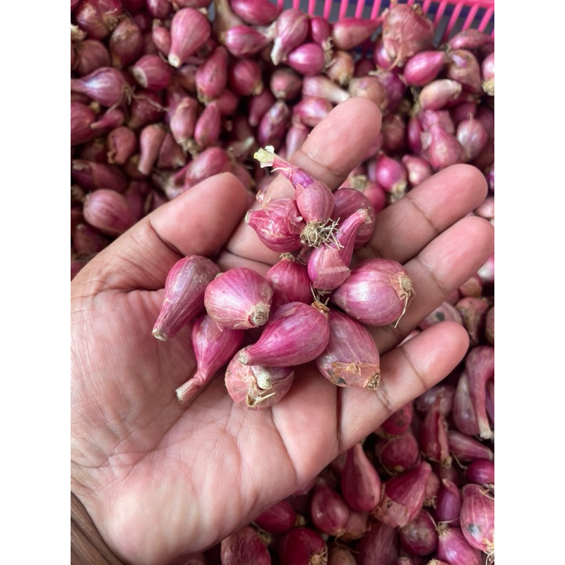 

bawang merah kecil