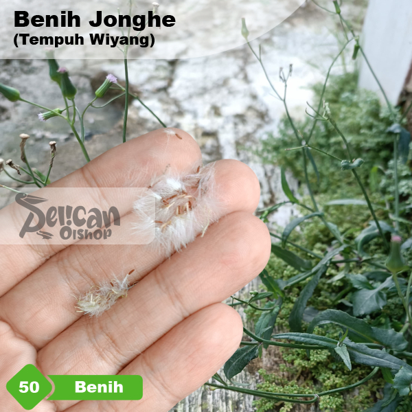 Benih Jonghe Tempuh Wiyang Per 50 Pcs