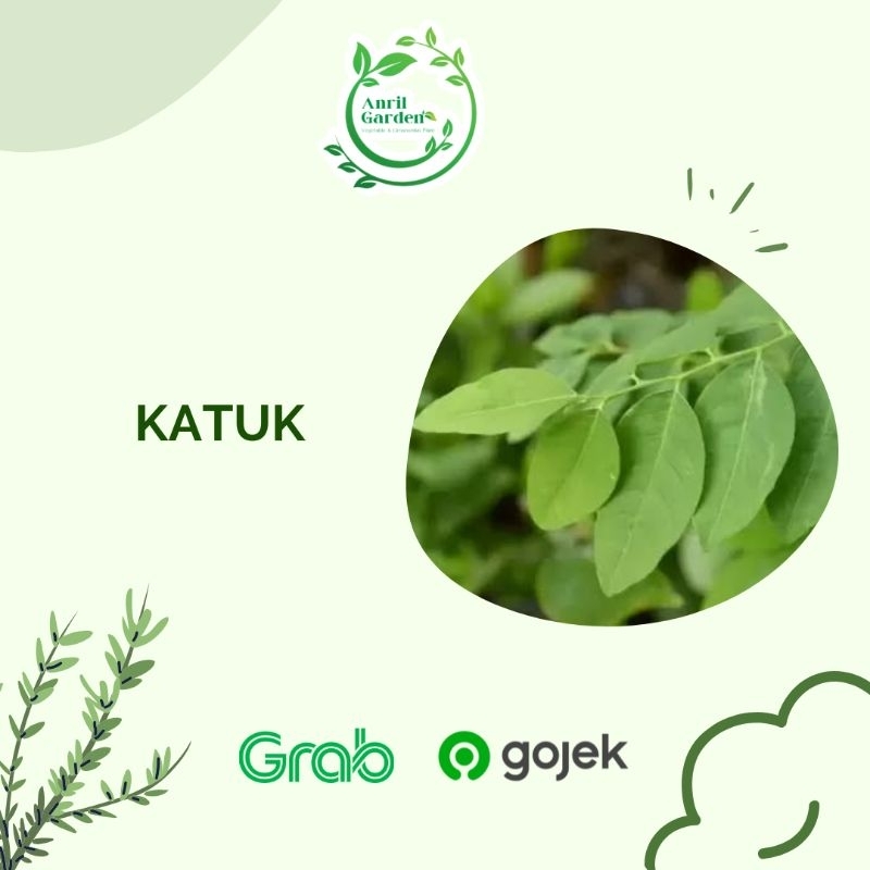 

Sayur Daun katuk segar