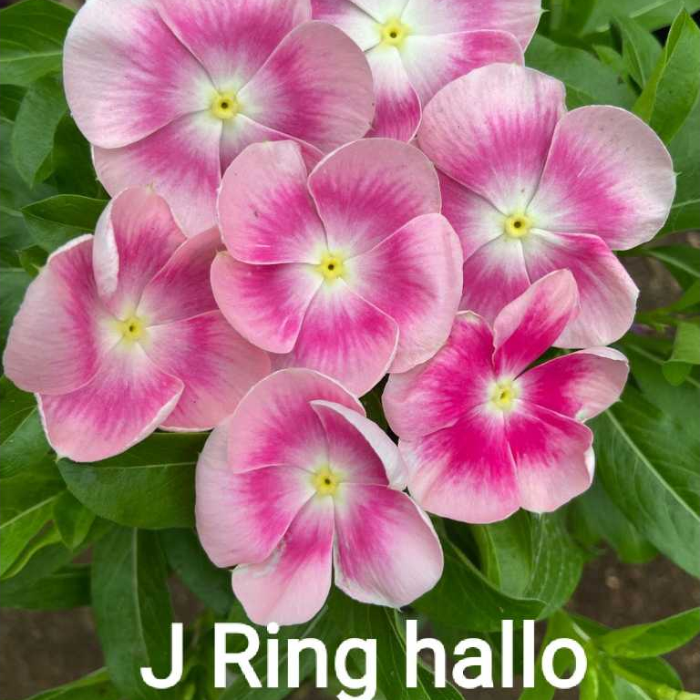 G19 biji benih bunga vinca tegak nirvana  ring halo vinca sultan fresh seeds biji bunga hias medan