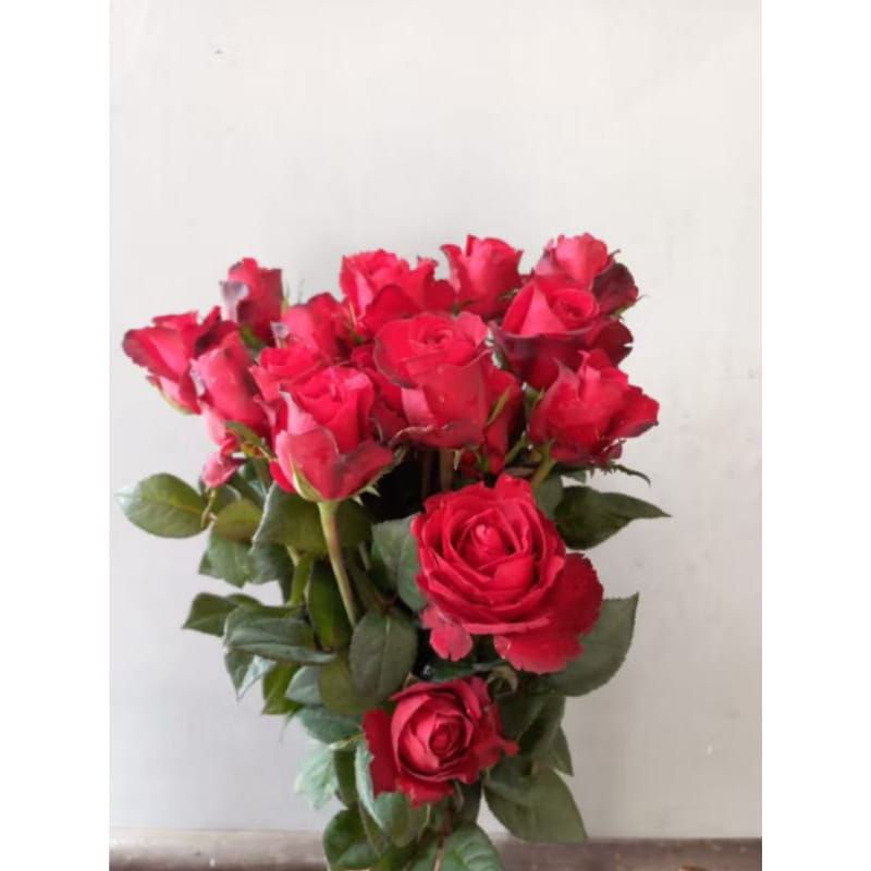 bunga mawar potong merah Holland (sexy red)  isi 10