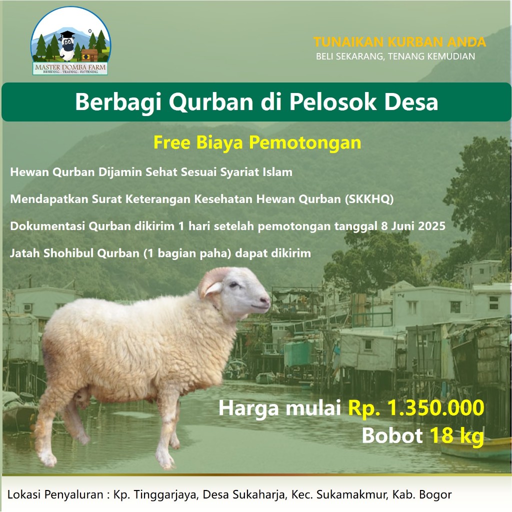 Tebar Hewan Qurban Murah Di Desa - Domba Qurban - Kambing Kurban