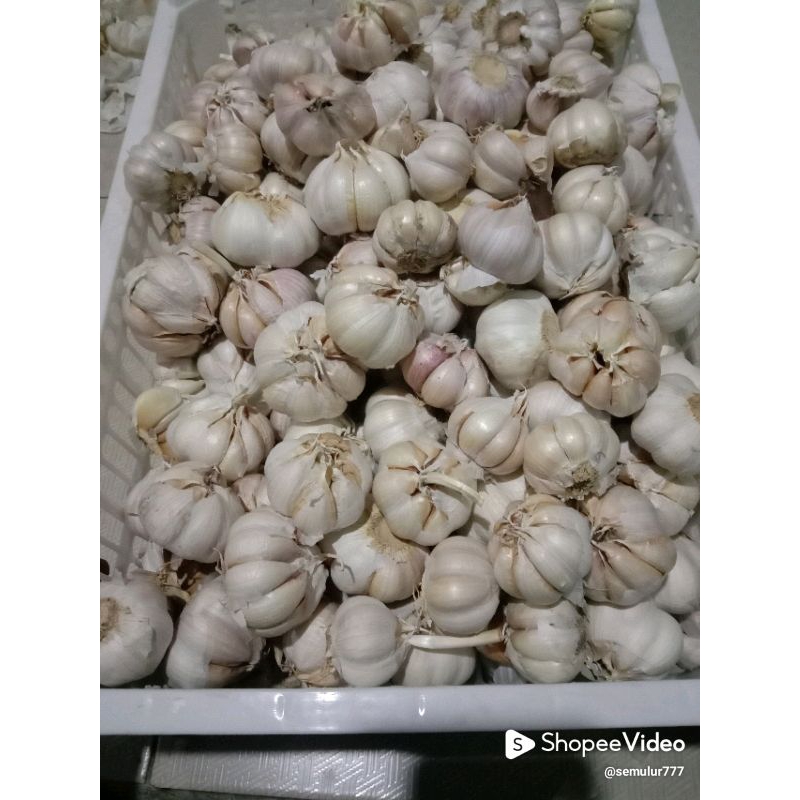 

bawang putih sinco bersih 1kg