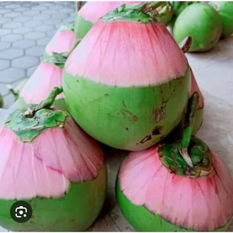 degan ijo asli serat pink / degan ijo / kelapa muda hijau asli / kelapa muda / kelapa muda obat / de