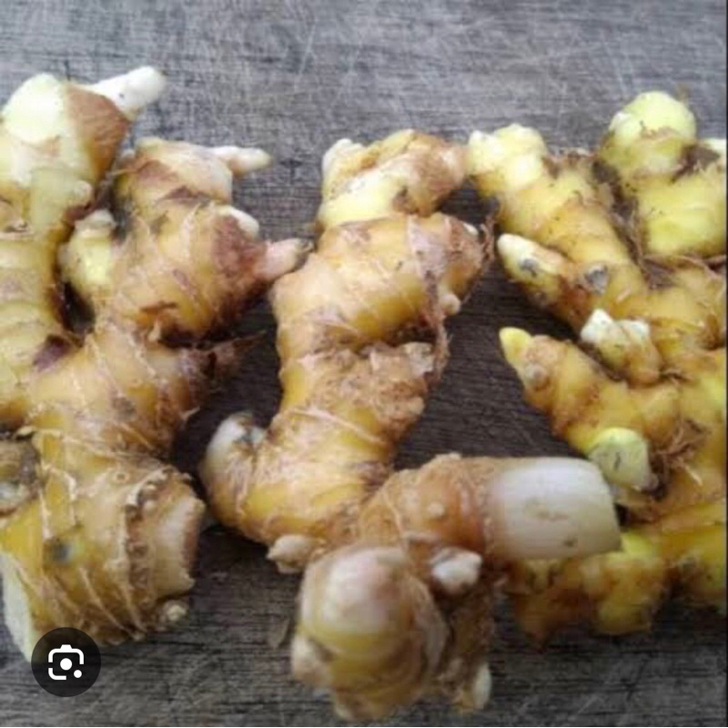 

1 kg lempuyang segar / lempuyang fresh / puyang