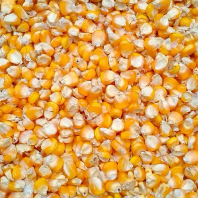 

Jagung super jagung kristal super 500gr-1kg
