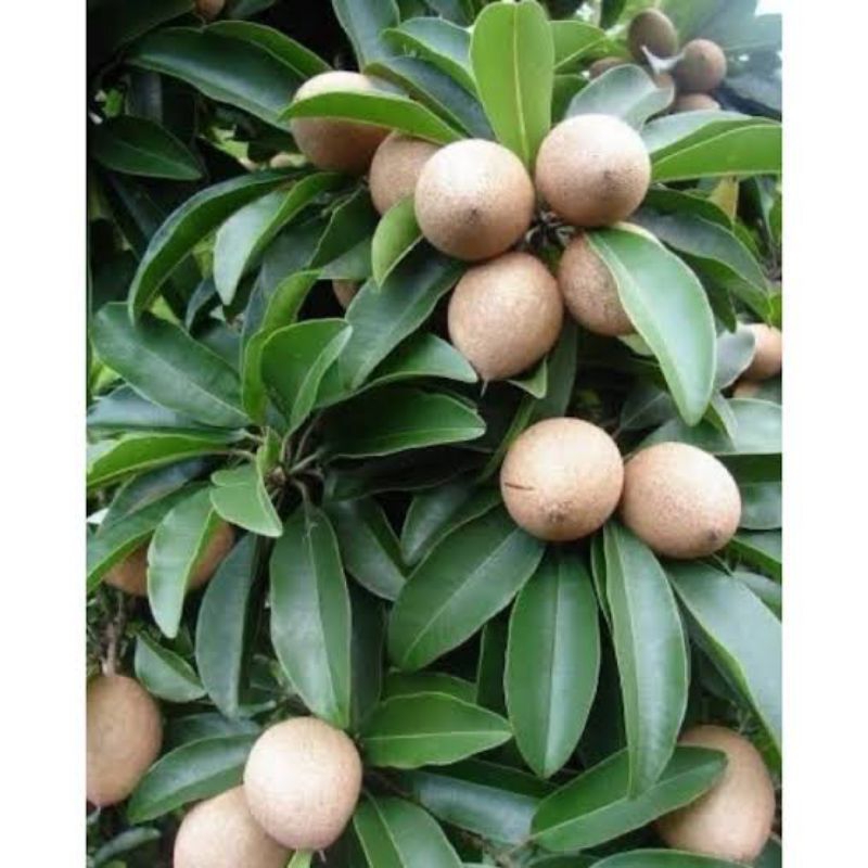 

sawo muda obat diare 500g