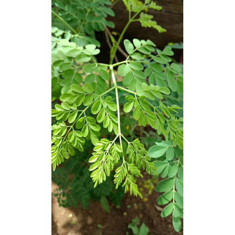 

daun kelor segar 100 gram