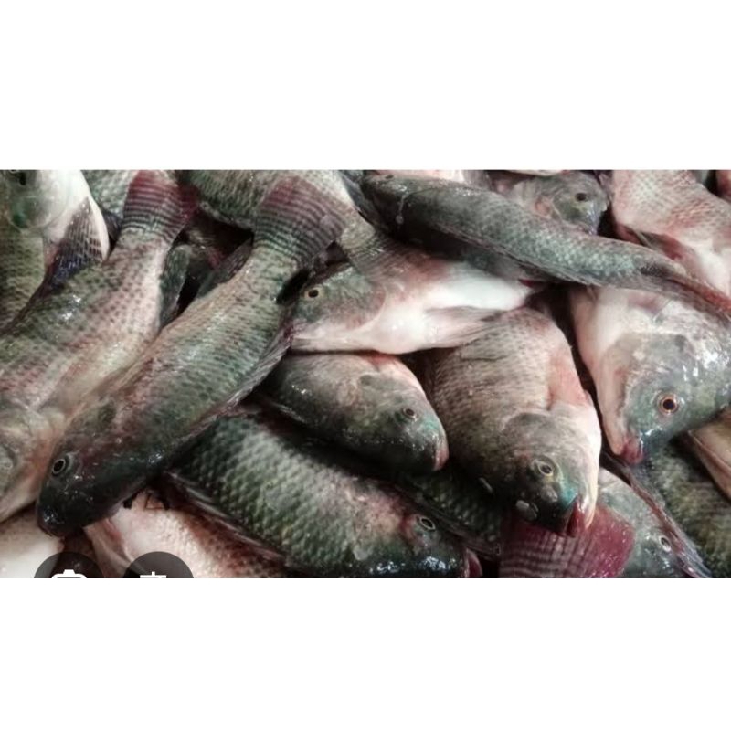 

Ikan Nila 1 kg (JM 1 kosong)