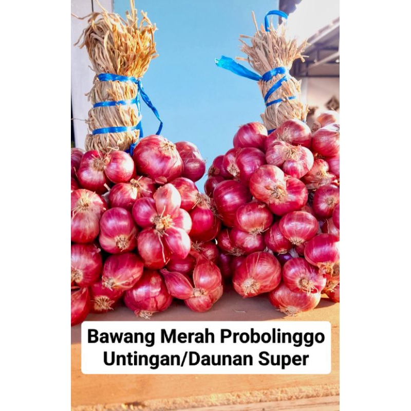 

[LIVE EXTRA] BAWANG MERAH PROBOLINGGO UNTINGAN / DAUNAN SUPER