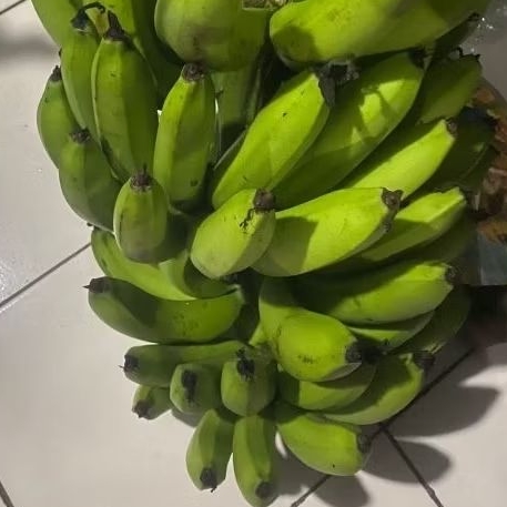 

Buah Pisang Mentah BRK Pisang Bangkaulu