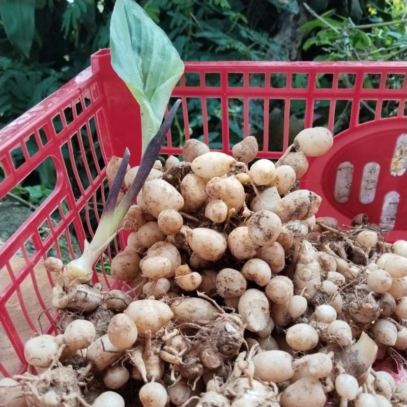

Kunci pepet/temu gombyok