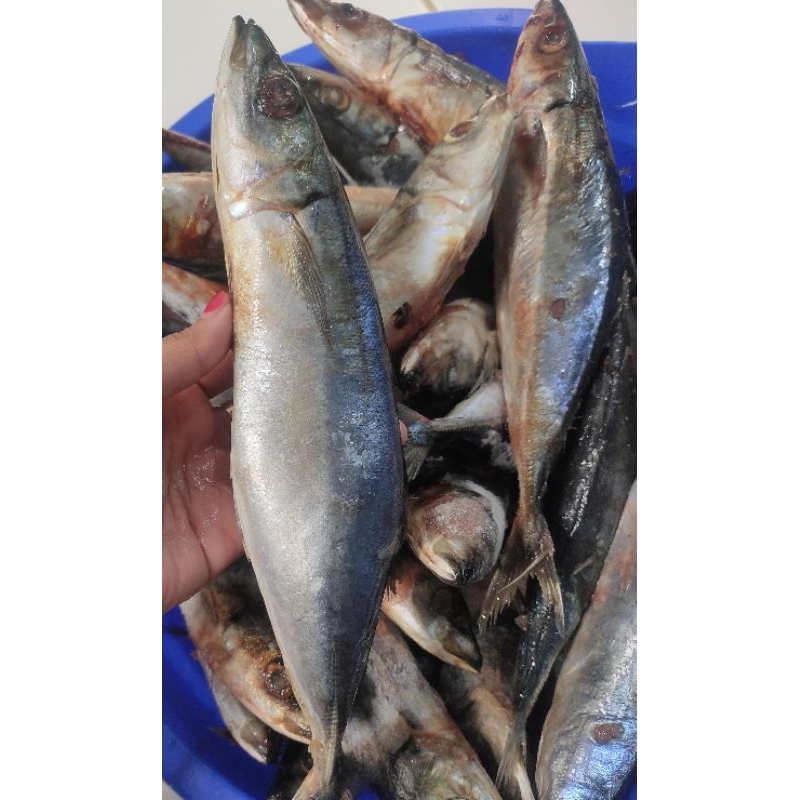 

Ikan Layang Salem Beku Freezer 1kg