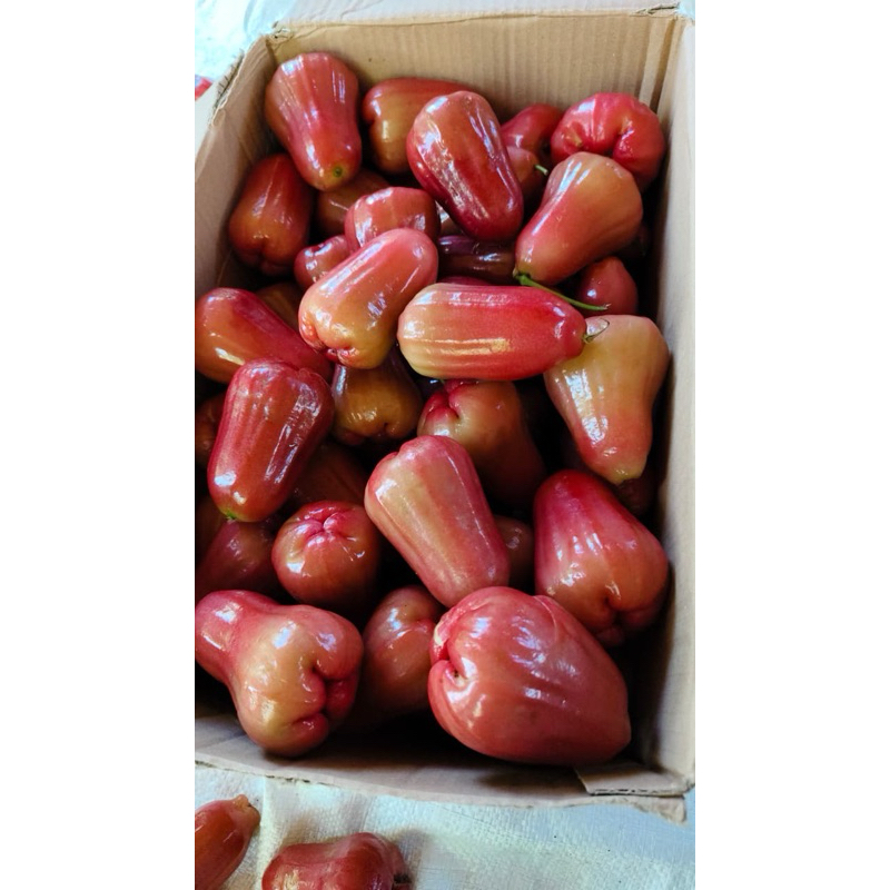 

jambu citra 1kg