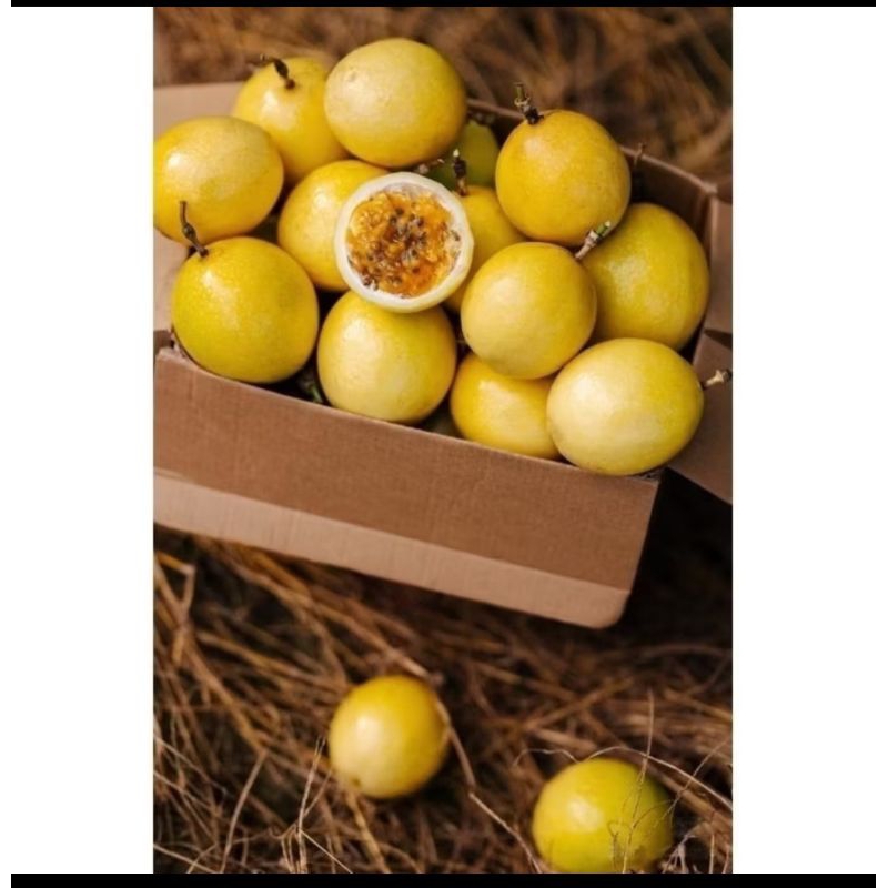 

1 kg Buah markisa madu fresh langsung ambil dari pohon
