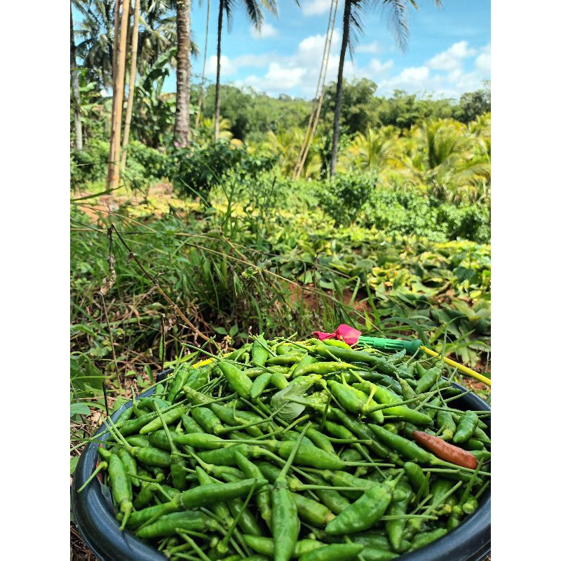 

Cabai Rawit/Cengek Segar