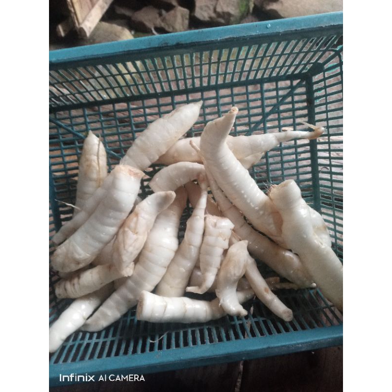 

umbi Garut 1kg obat lambung herbal