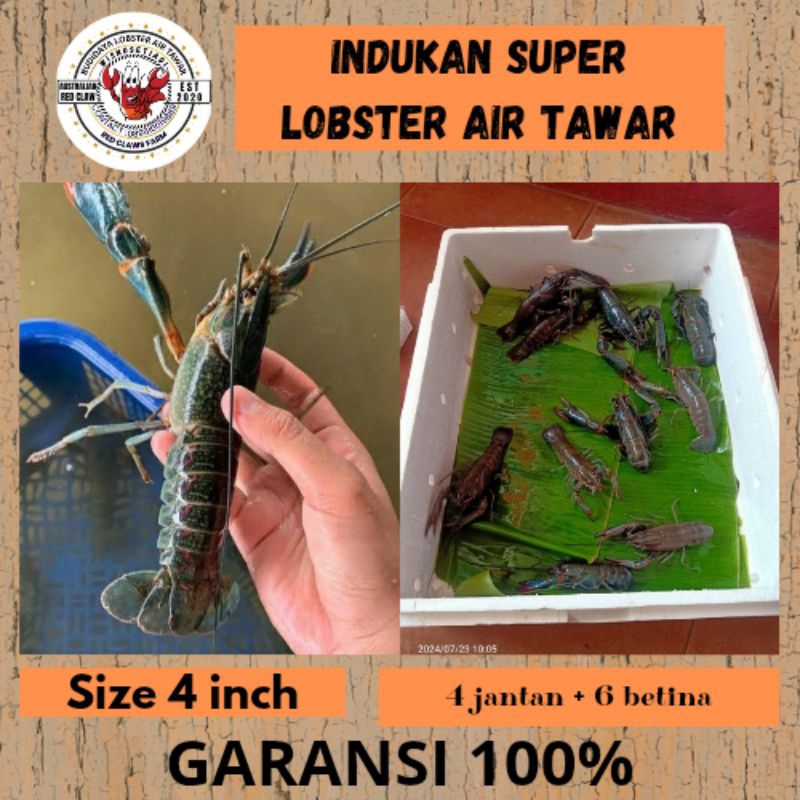 Indukan Lobster Air Tawar Isi 10 Size 4 Inch