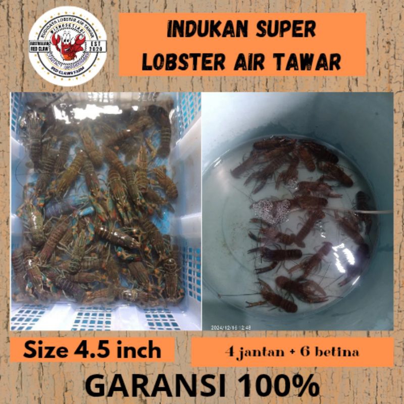 INDUKAN LOBSTER AIR TAWAR ISI 6 BETINA 4 JANTAN SIZE 4,5 INCH GRADE A+