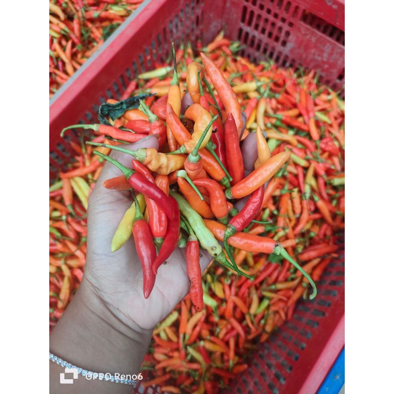 

Cabai rawit // Cabe kecil pedas 1Kg // Lombok cilik pedas 1kg