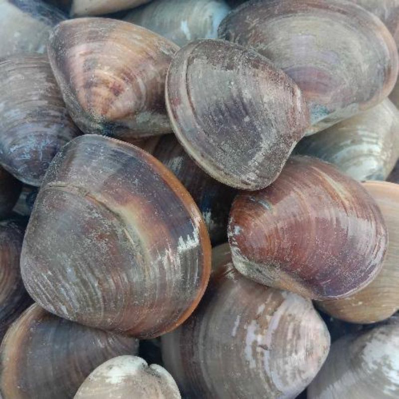 

Kepah segar fresh pasar pagi/ kepah pasar pagi flamboyan 500gram