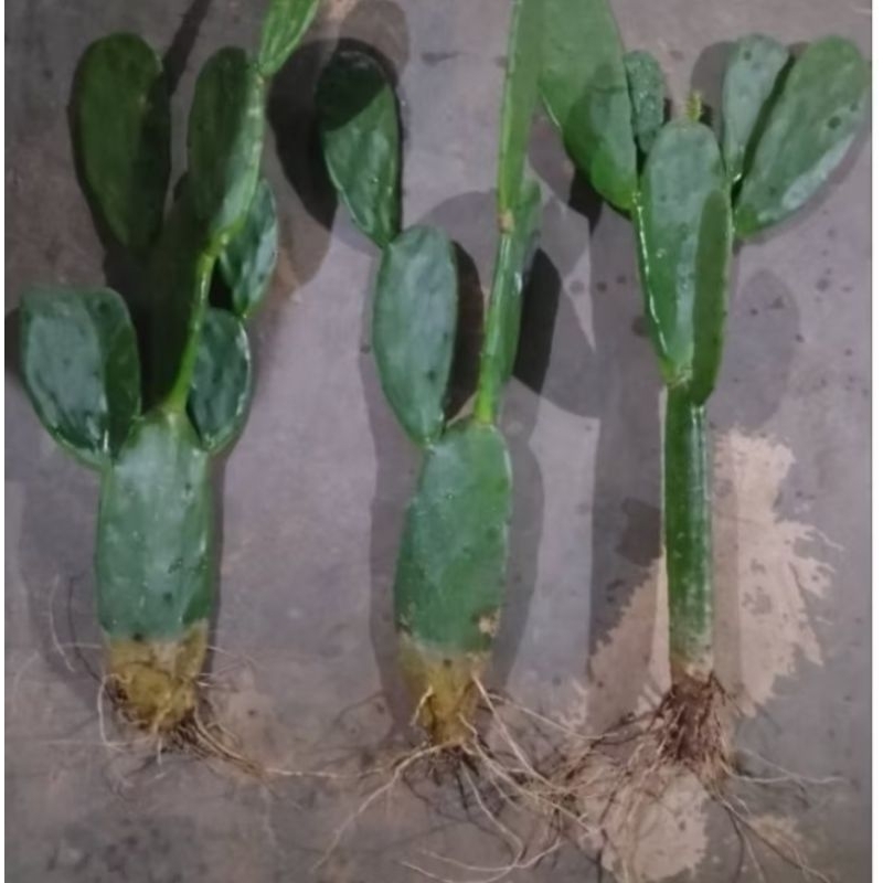 Bibit kaktus centong/benih kaktus siap tanam/tanaman hias kaktus