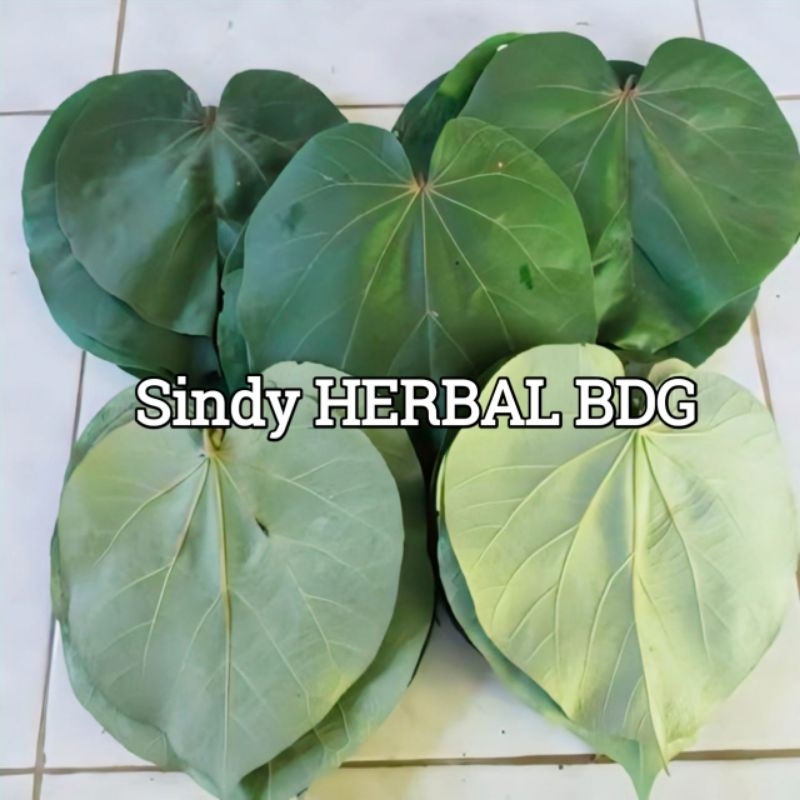 

Daun Waru Segar Fres Segar Isi Per 1 Kg