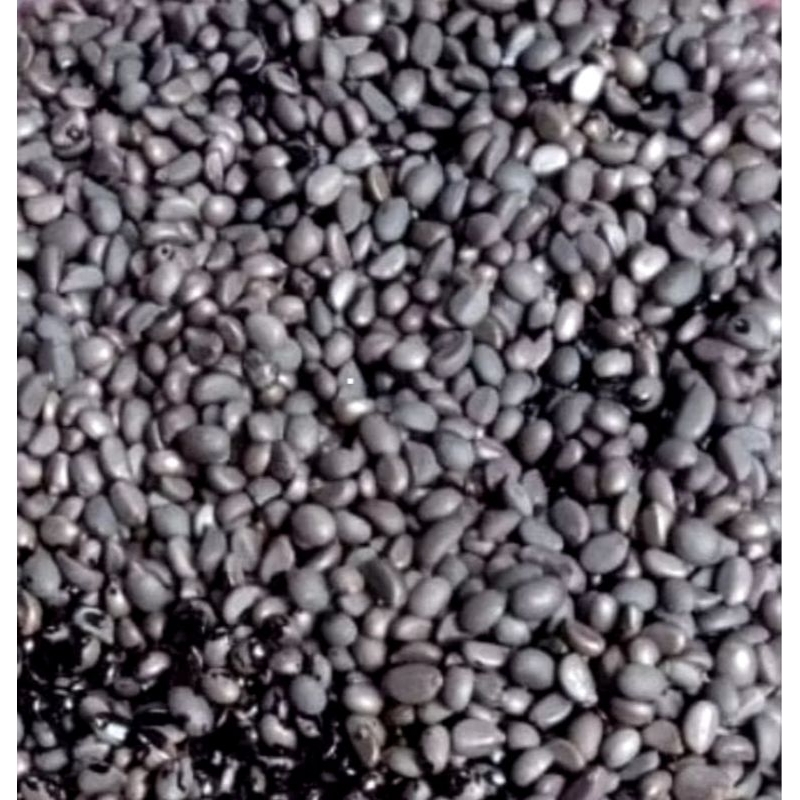 

Forcysn Biji Aren Genjah Kualitas Super 1 Kg