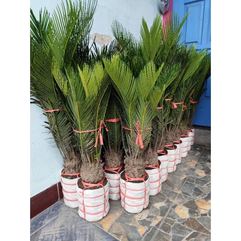 Sikas Mawar Jambe super jumbo