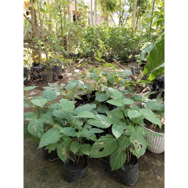 bibit tanaman pohon lanang untuk ecoprint