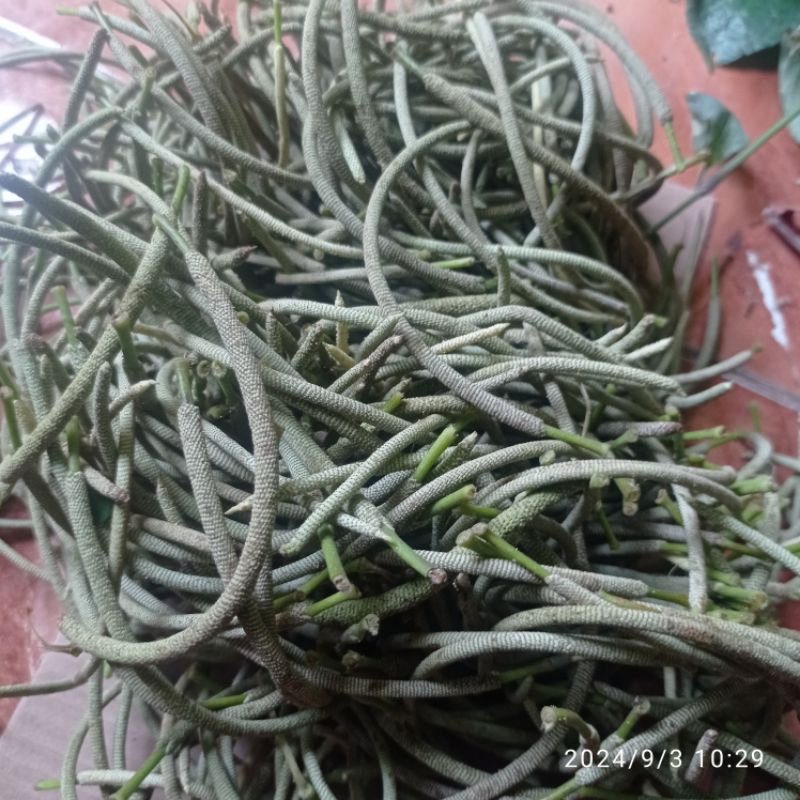 

Buah sirih hutan herbal segar 500gram