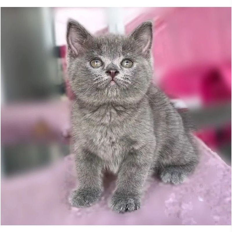 Kucing British Shorthair,, persia peaknose munchkin ragdoll himalaya
