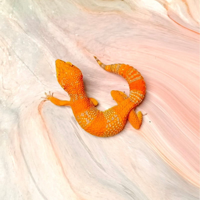 OVULASI AWAL TANGERINE TREMPER AFGHAN BLOODLINE F11 FEMALE LEOPARD GECKO MAINAN ANAK LUCU