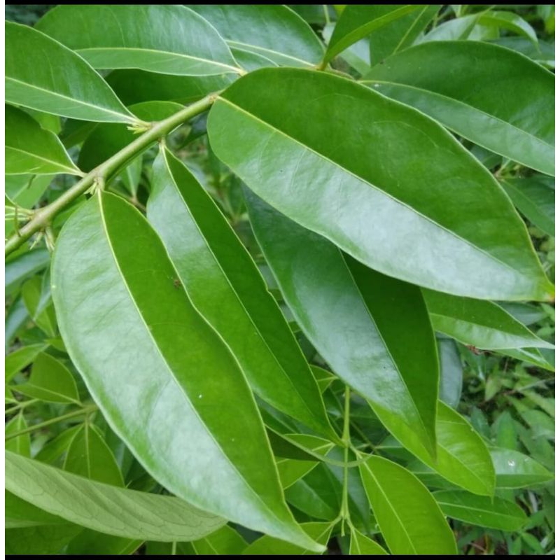 

daun mahkota dewa segar 100 gram