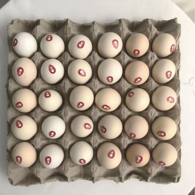 

Telur Ayam Kampung Omega paket isi 30 pcs (Harga lebih ekonomis)