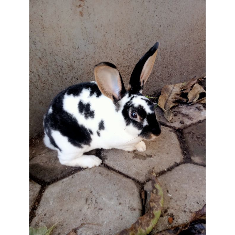 kelinci Rex karpet anakan jantan