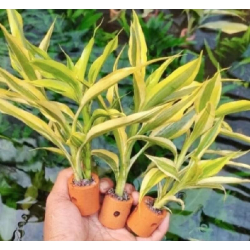 tanaman hias bambu hoki cina / tanaman aquaskep / sri rejeki kuning
