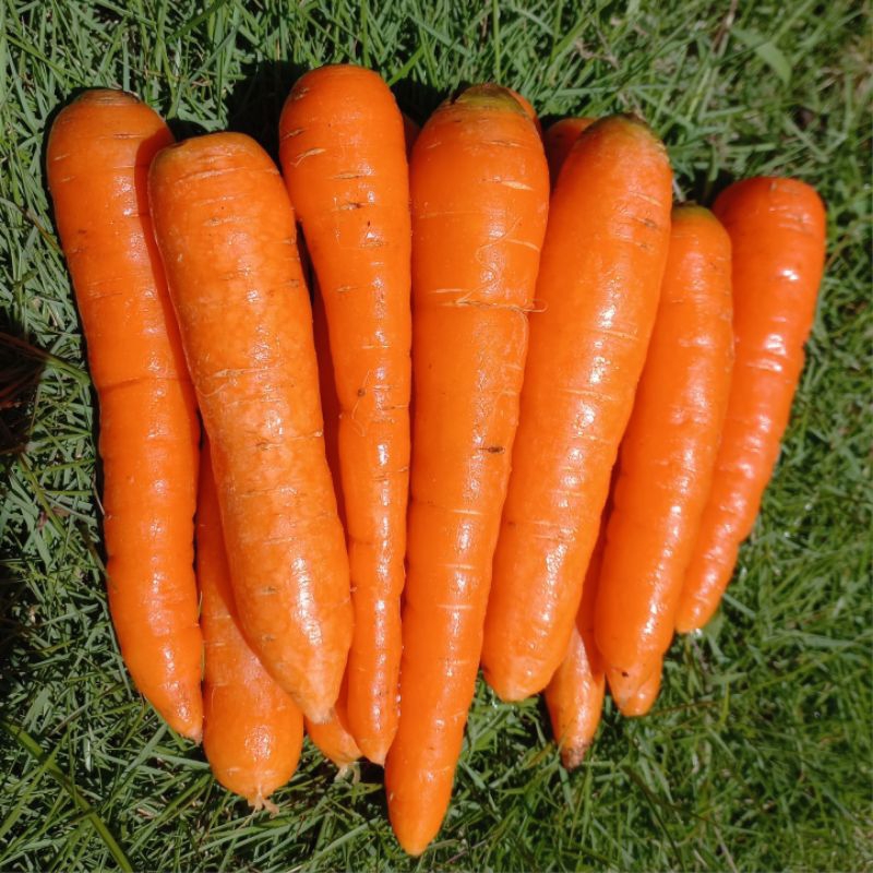 

Wortel Berastagi Mini 1kg