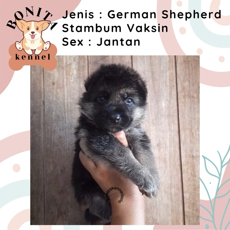 German Shepherd Stambum Anak Anjing Herder Jantan Betina