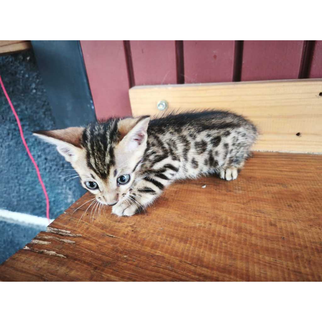 SOLD // Kucing Bengal - Kitten (jantan_01)