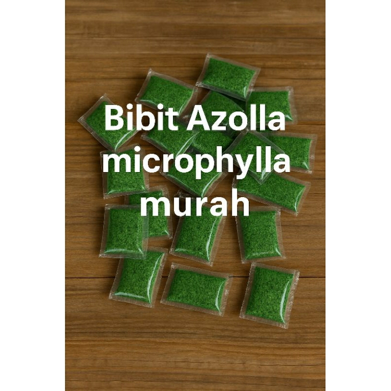 BIBIT AZOLLA SUPER