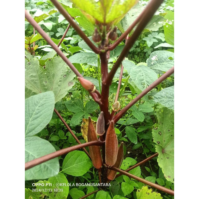 

2 BENIH OKRA MERAH