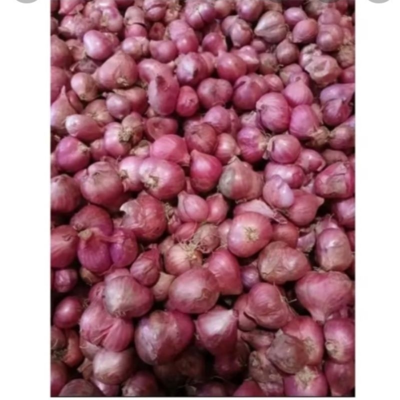 

BAWANG MERAH TUBAN UKURAN MIX SIZE KERING LANGSUNG DARI PETANI