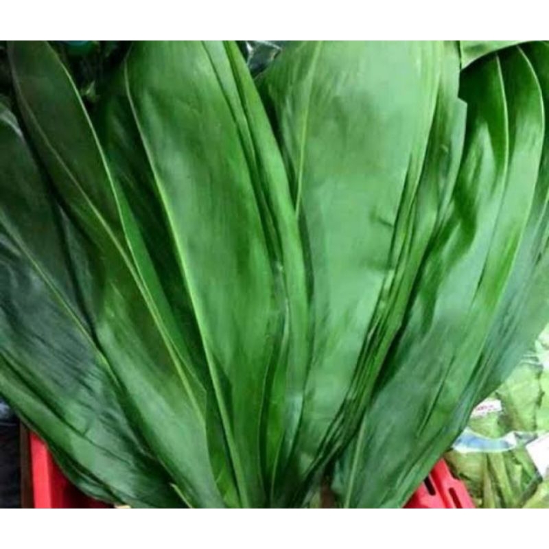 

DAUN HANJUANG HIJAU UNTUK BUNGKUS BAKCANG 1KG