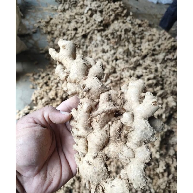 

JAHE EMPRIT JAWA ASLI/FRES SEGAR/ PEDAS/BELUM DICUCI