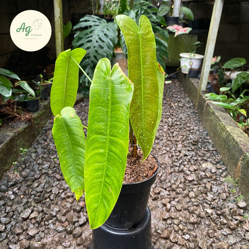 Philodendron sahroniae san antonio (mature)